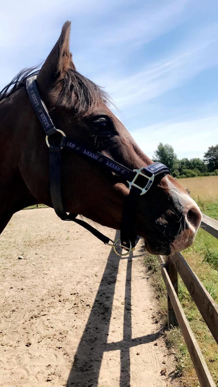 Arabisk fuldblod (OX) Pobhart billede 15