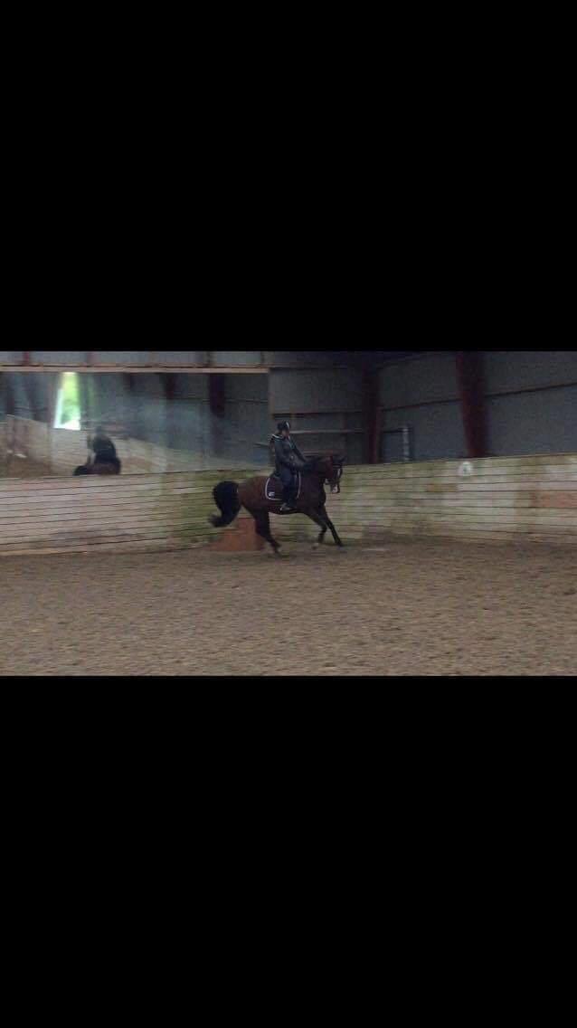 Arabisk fuldblod (OX) Pobhart billede 5