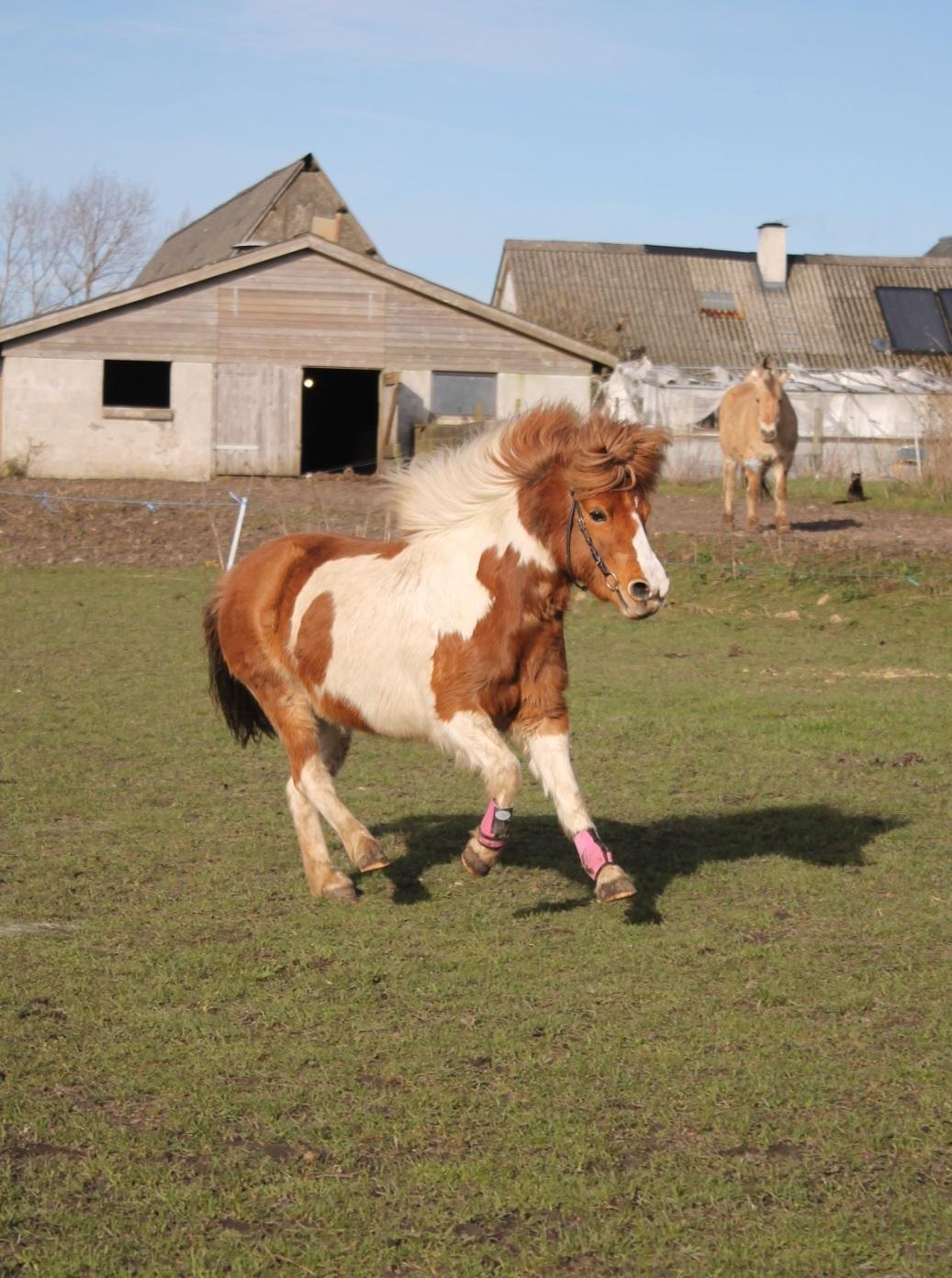 Shetlænder Fancy Fergie billede 24