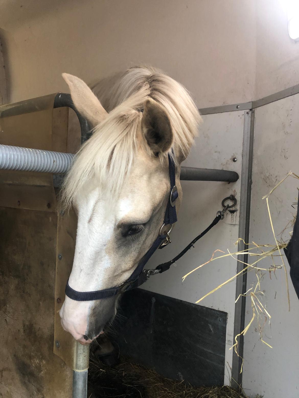 Palomino Margurittens nova billede 5