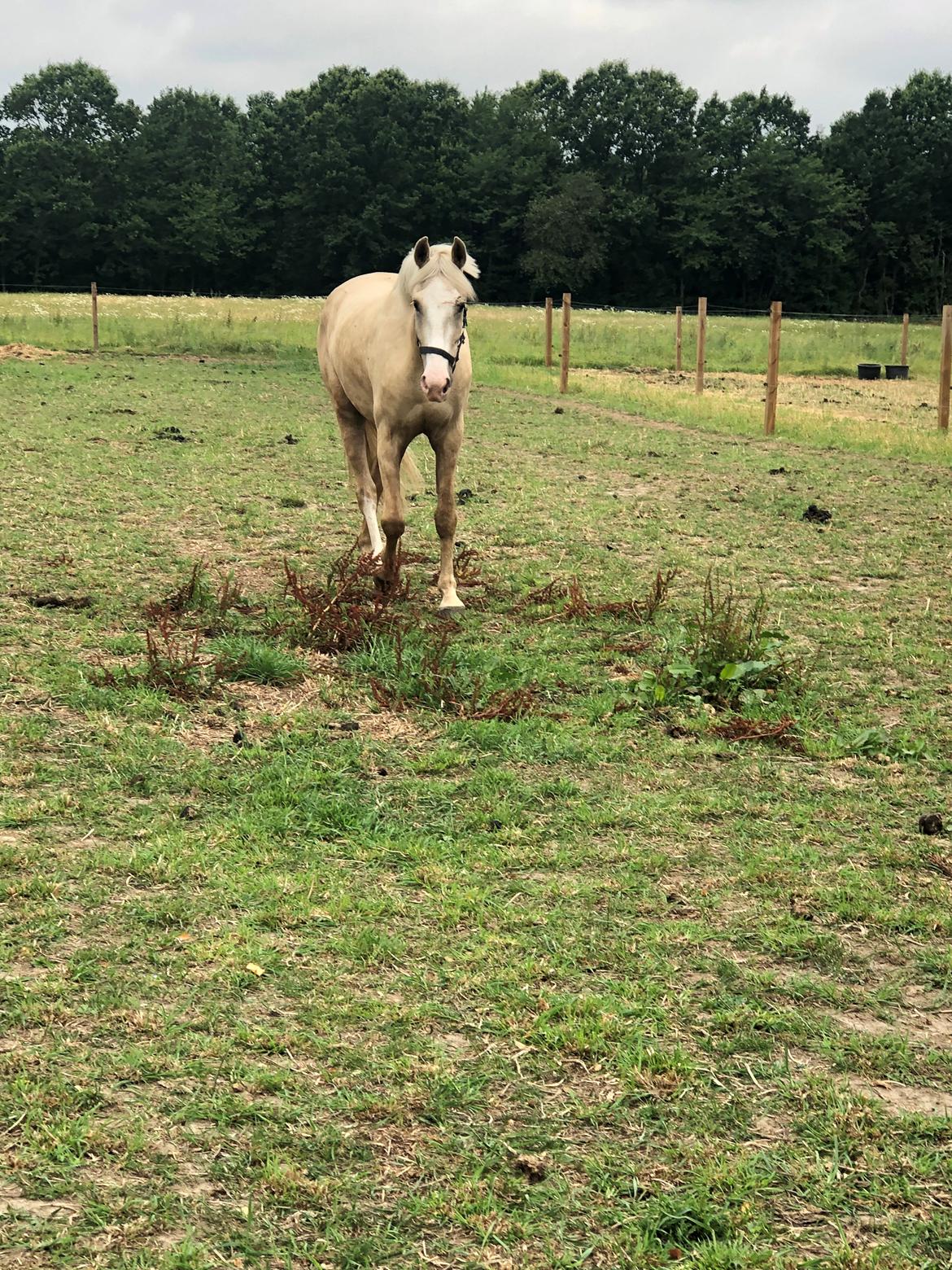 Palomino Margurittens nova billede 6