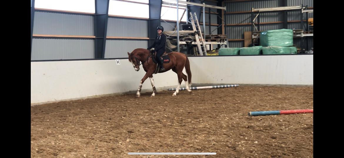 Dansk Varmblod Sakura's Cornelia billede 20