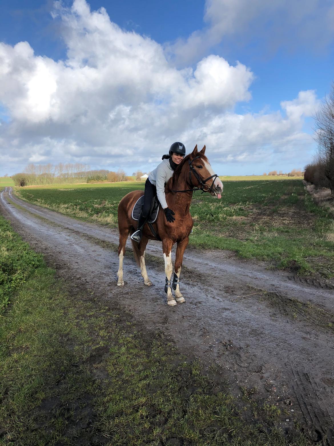Dansk Varmblod Sakura's Cornelia billede 19