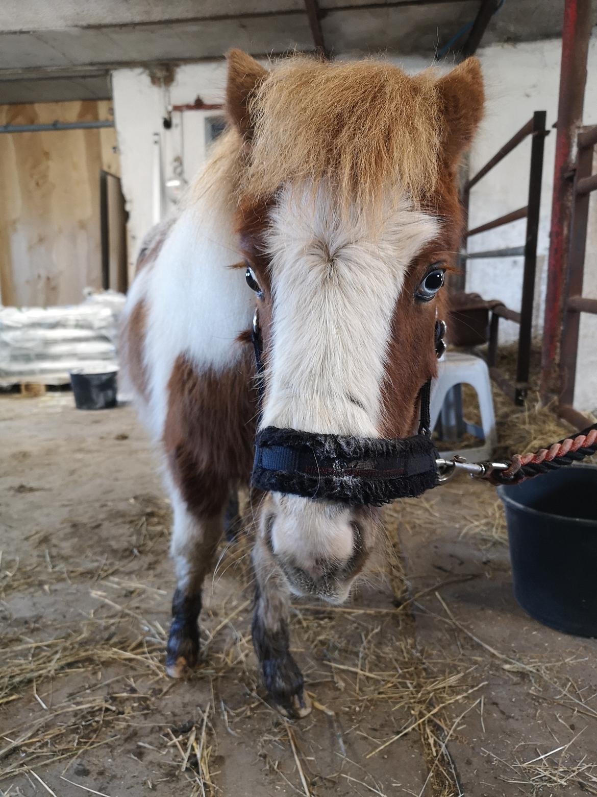 Anden særlig race Daylight (Følle)  billede 4
