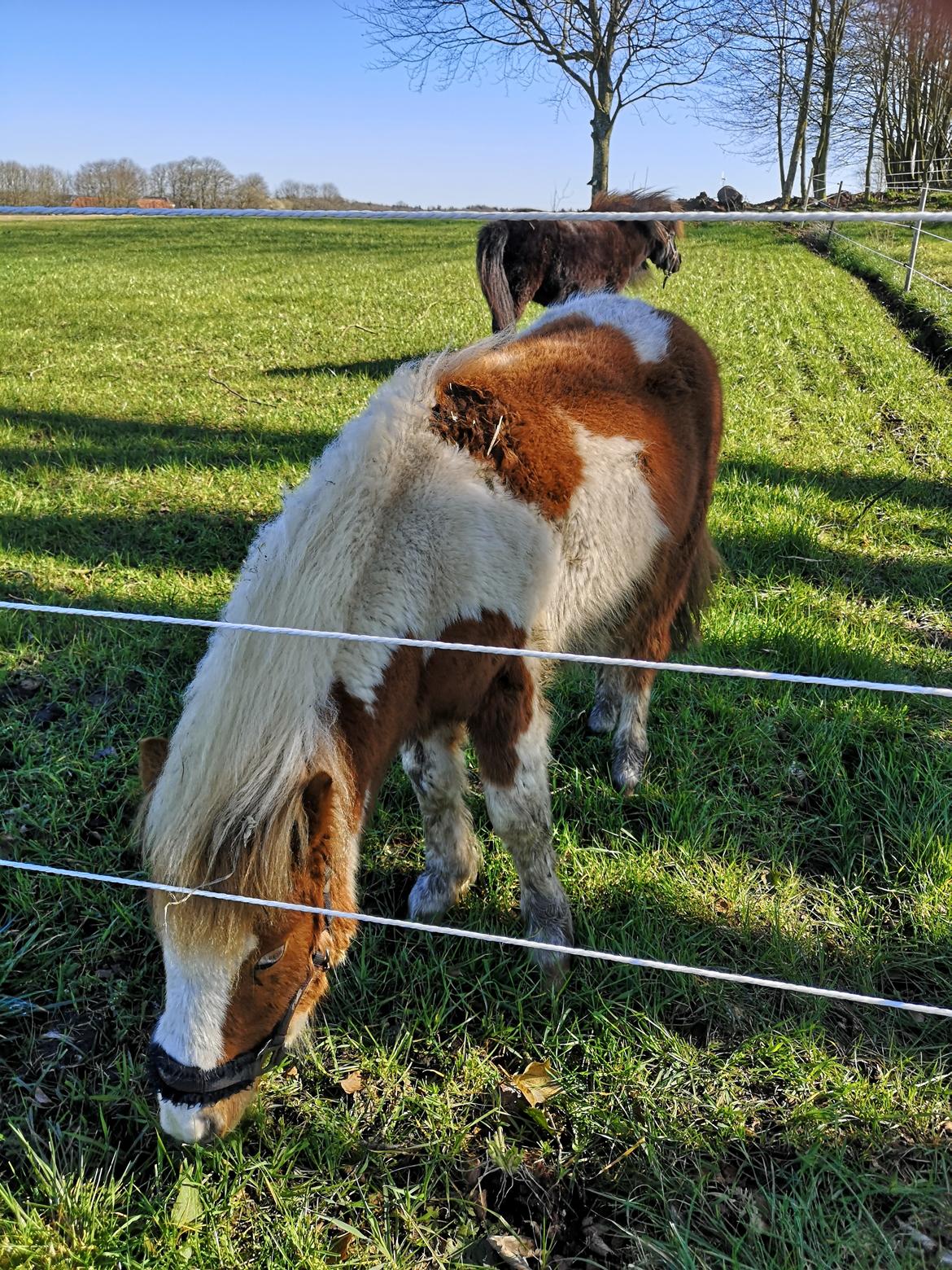 Anden særlig race Daylight (Følle)  billede 9