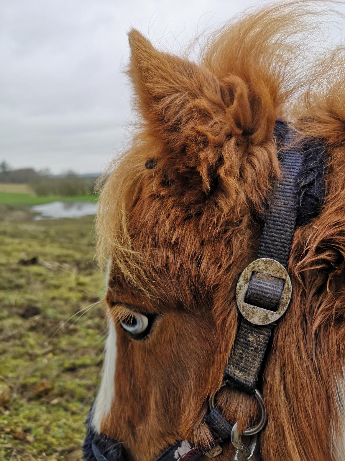 Anden særlig race Daylight (Følle)  billede 6
