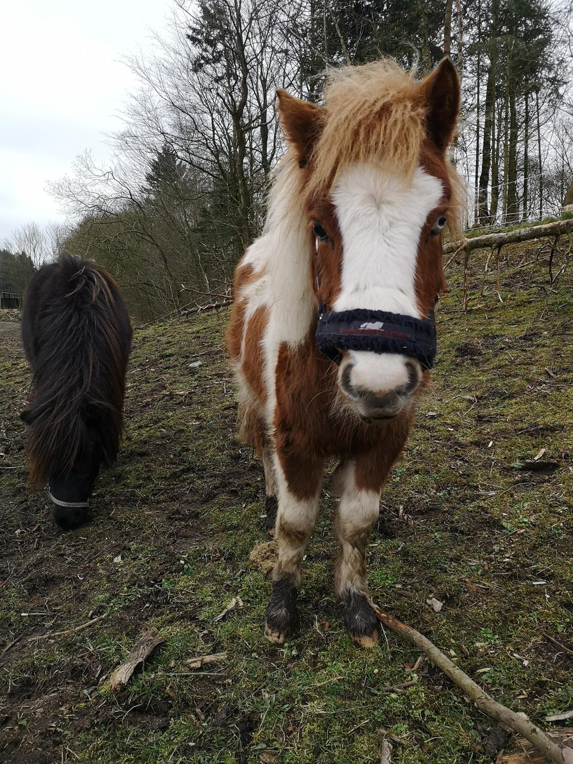 Anden særlig race Daylight (Følle)  billede 8