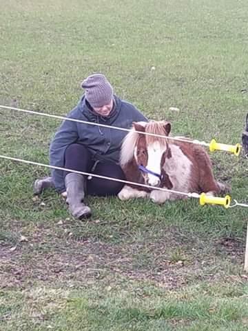 Anden særlig race Daylight (Følle)  billede 7
