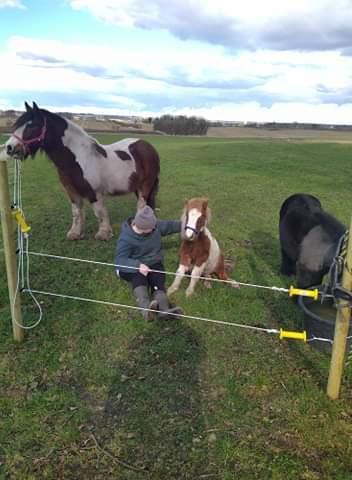 Anden særlig race Daylight (Følle)  billede 11