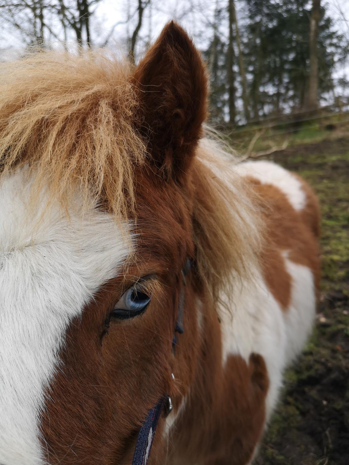 Anden særlig race Daylight (Følle)  billede 12