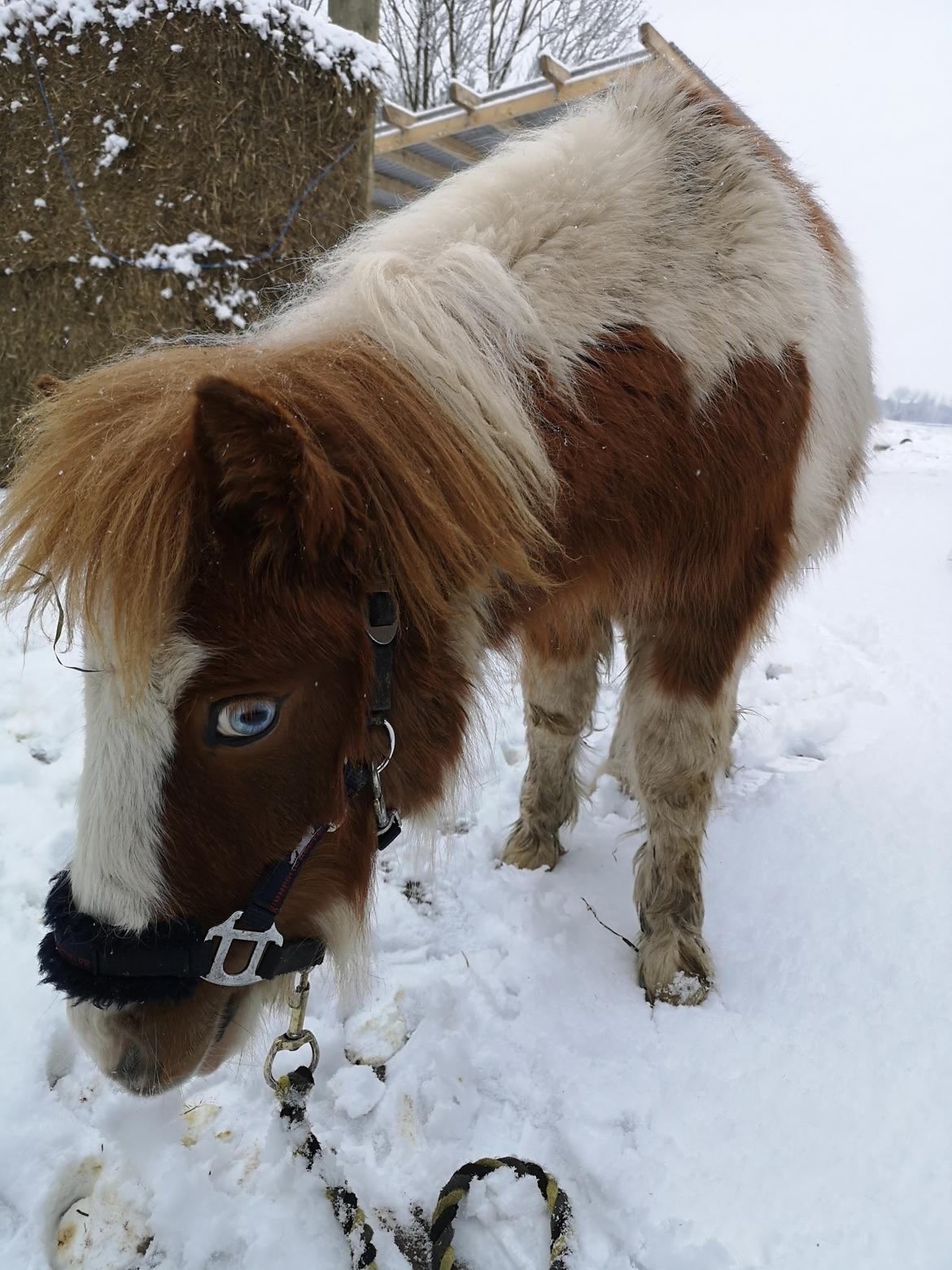 Anden særlig race Daylight (Følle)  billede 10