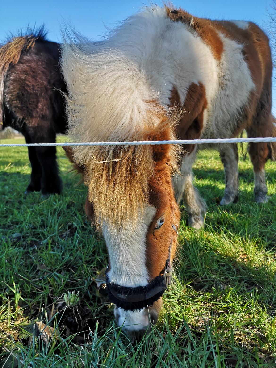 Anden særlig race Daylight (Følle)  billede 2