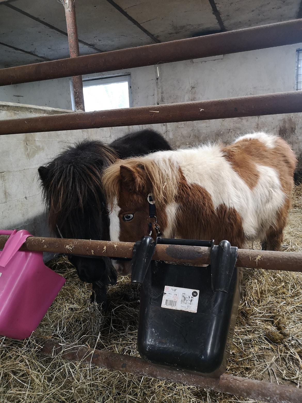 Anden særlig race Daylight (Følle)  billede 13