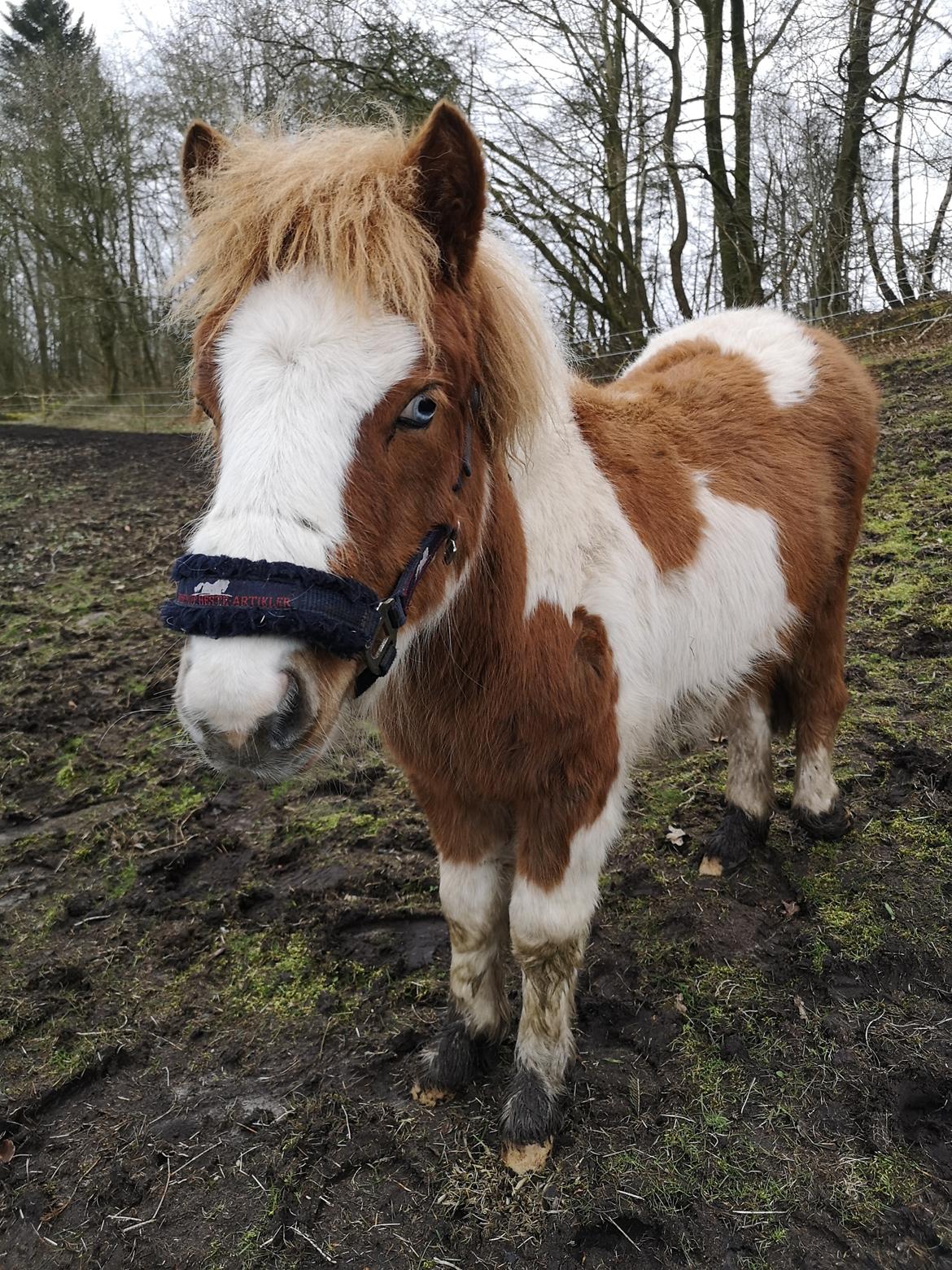 Anden særlig race Daylight (Følle)  billede 3