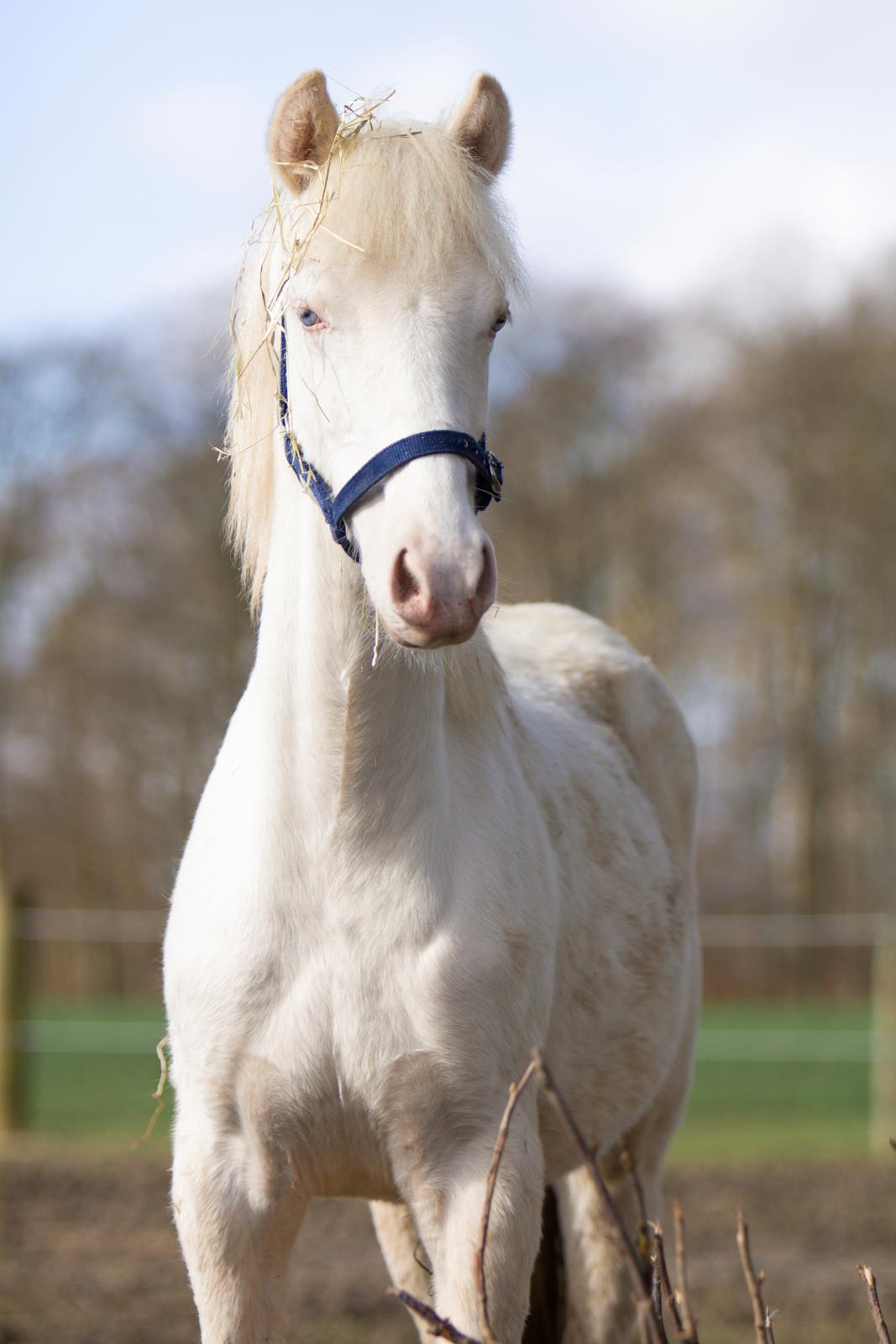 Welsh Partbred (Sec F) Margurittens Onyx  - 11 måneder - April 2020 billede 4