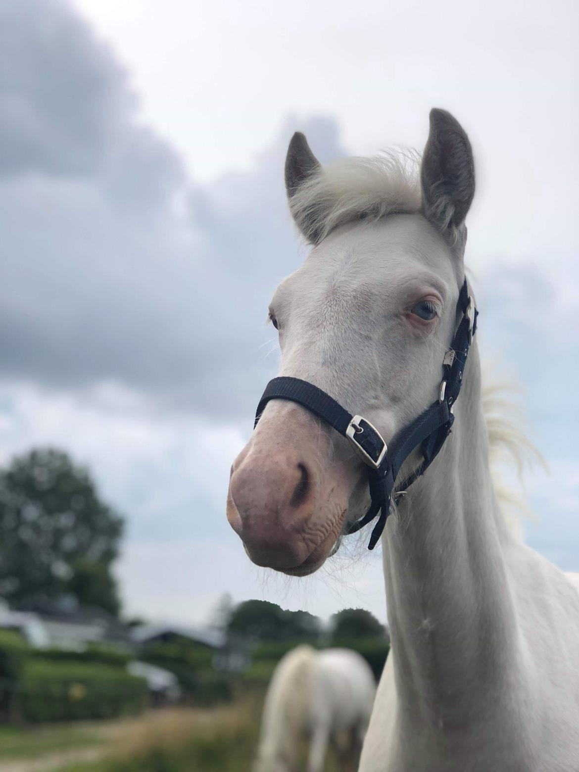 Welsh Partbred (Sec F) Margurittens Onyx  - Hos avler billede 7