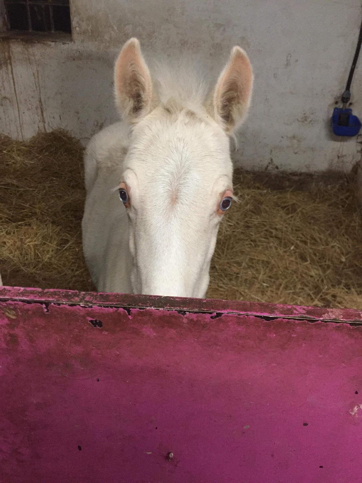 Welsh Partbred (Sec F) Margurittens Onyx  - Hos avler billede 9