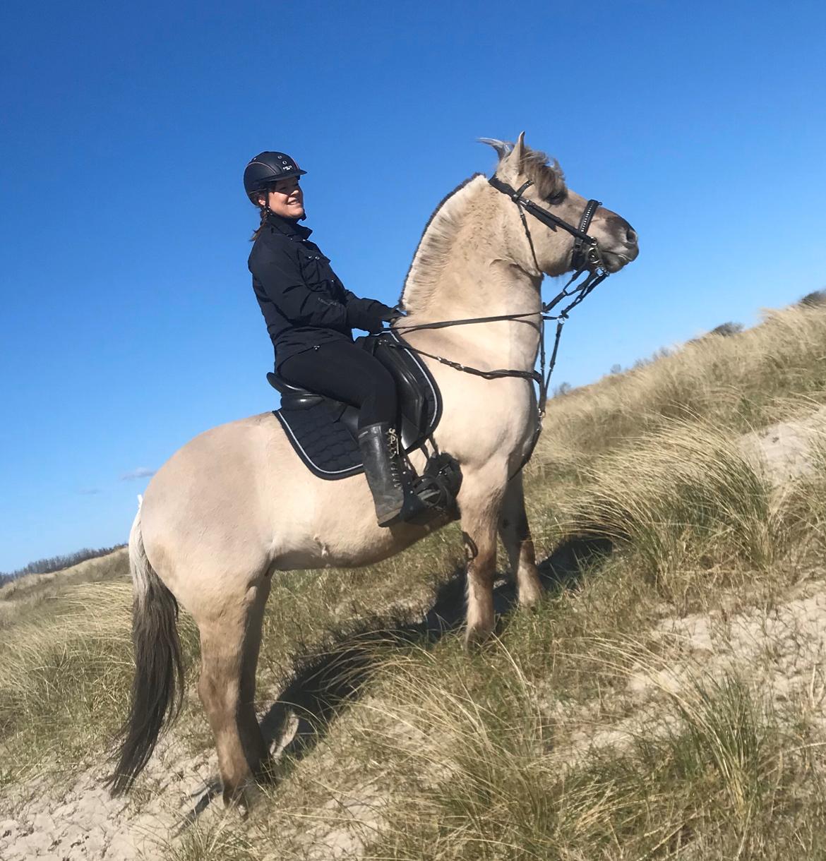 Fjordhest Imke billede 15