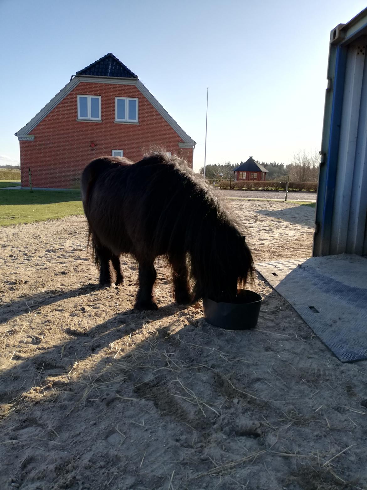 Shetlænder Maskot - Den dag han kom hjem :) billede 10