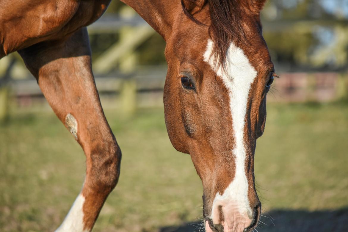 Sportsaraber (A) Bashir billede 19