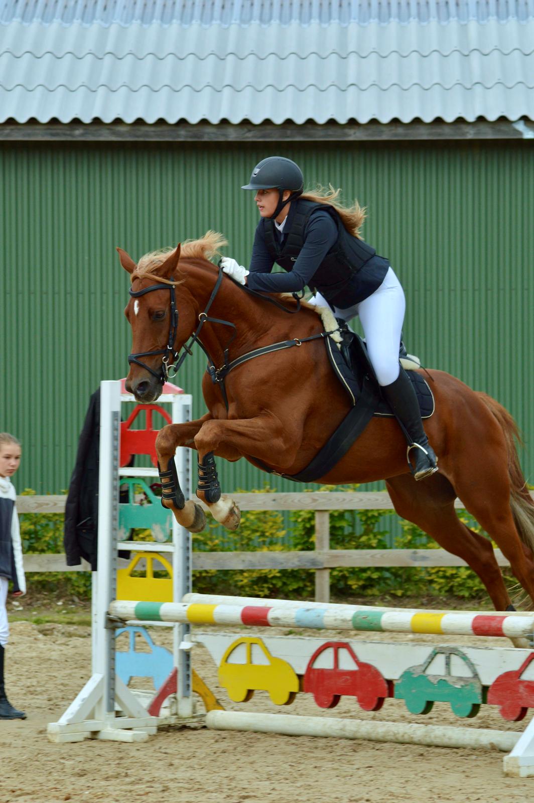 Trakehner Kasju billede 6