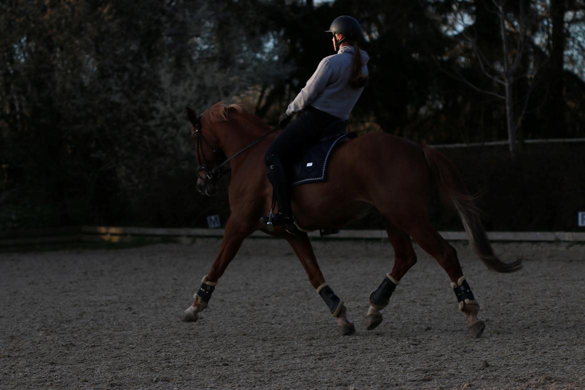 Trakehner Kasju billede 9