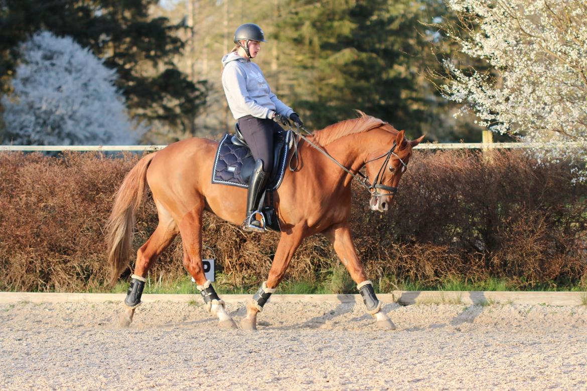 Trakehner Kasju billede 10