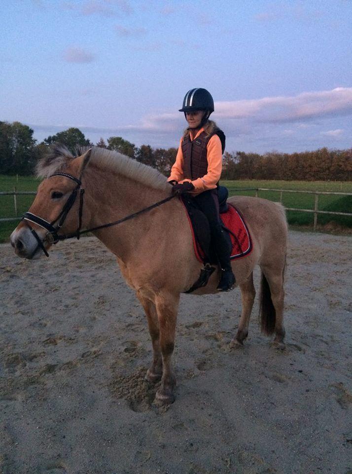 Fjordhest Sussi billede 1