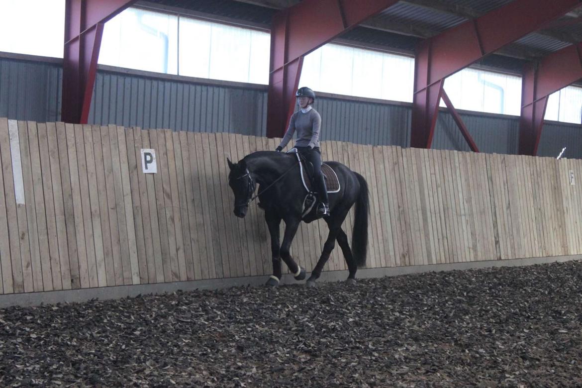 Tysk Oldenburger Asgard's Alibaba billede 8