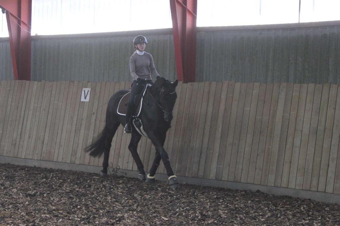 Tysk Oldenburger Asgard's Alibaba billede 10