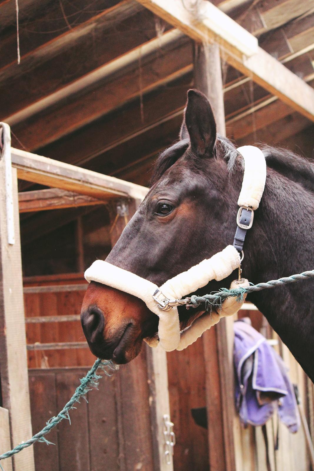 Anden særlig race Nyskovens silas af skovsøgård billede 17