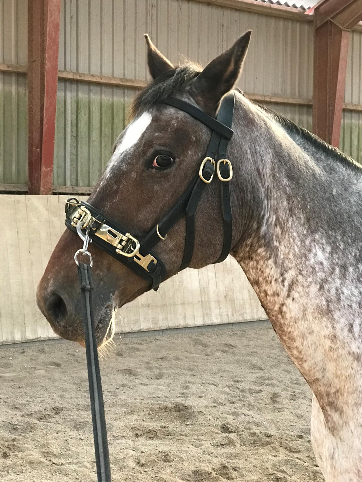 Knabstrupper Kildegårdens Sif - Himmelhest billede 11