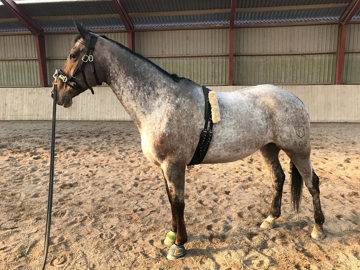 Knabstrupper Kildegårdens Sif - Himmelhest billede 10