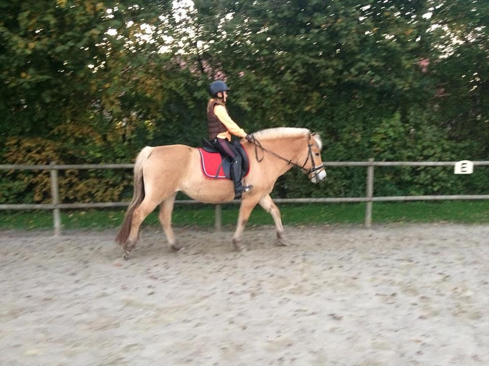 Fjordhest Sussi billede 7