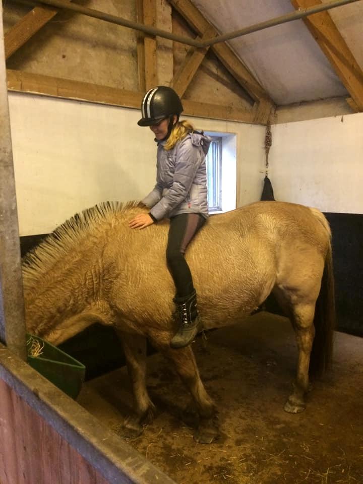 Fjordhest Sussi billede 8