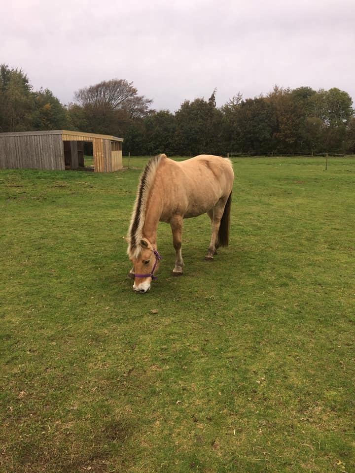 Fjordhest Sussi billede 9