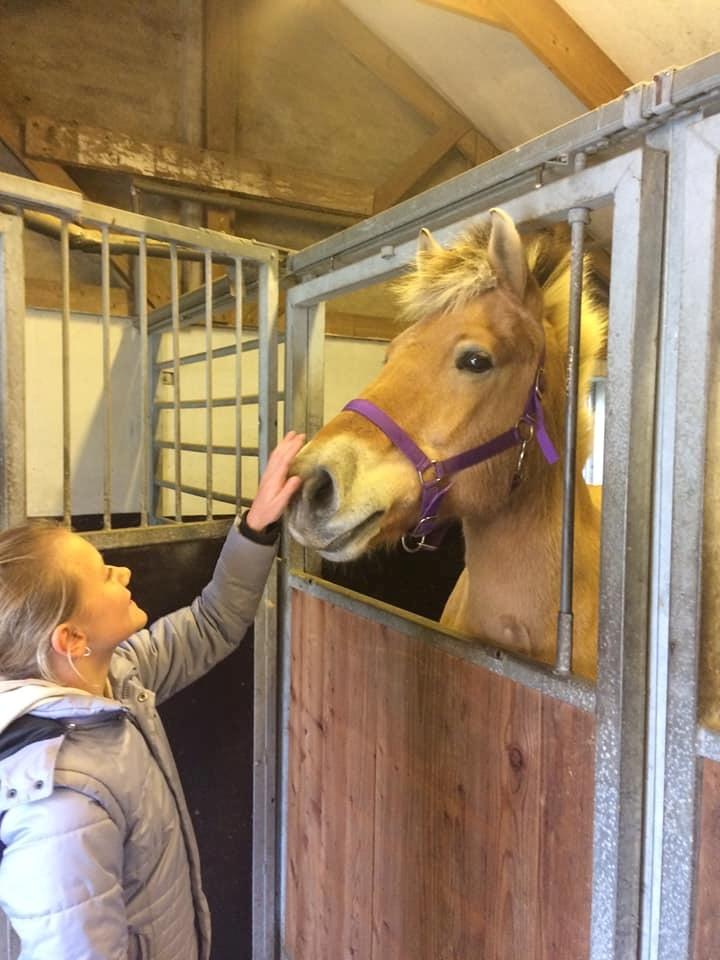 Fjordhest Sussi billede 10