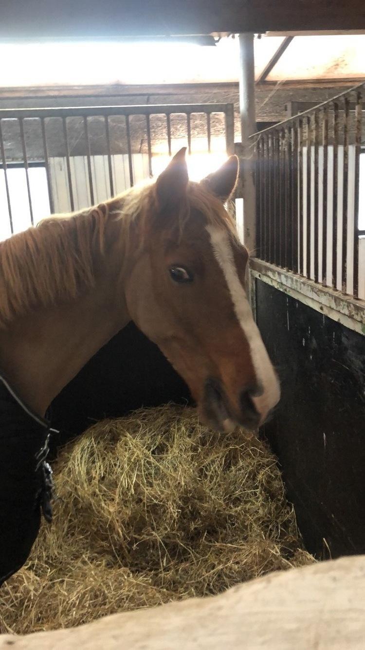 Anden særlig race Valentino billede 1