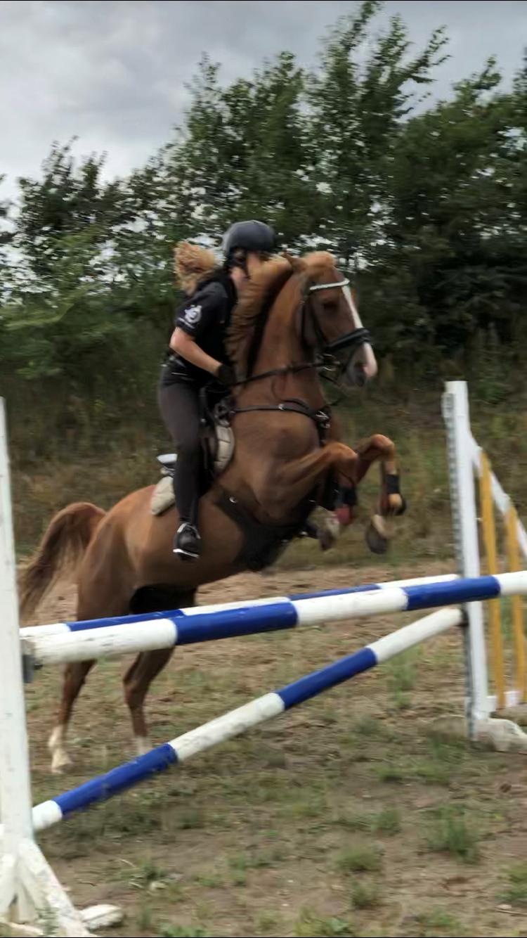 Anden særlig race Valentino billede 4