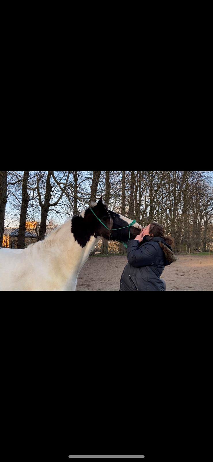 Irish Cob Crossbreed Kyhns Lurifax billede 2