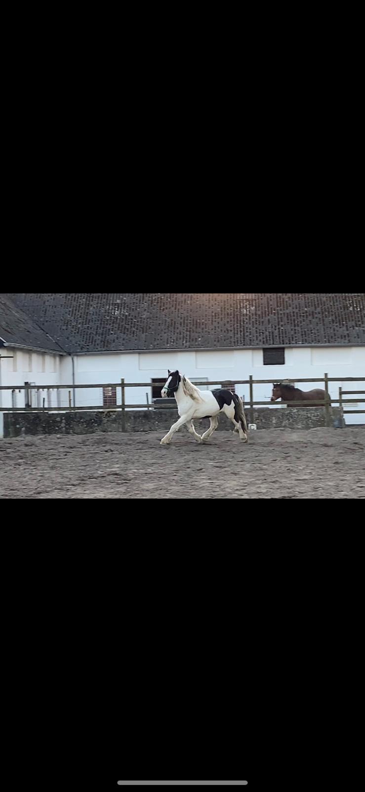 Irish Cob Crossbreed Kyhns Lurifax billede 5