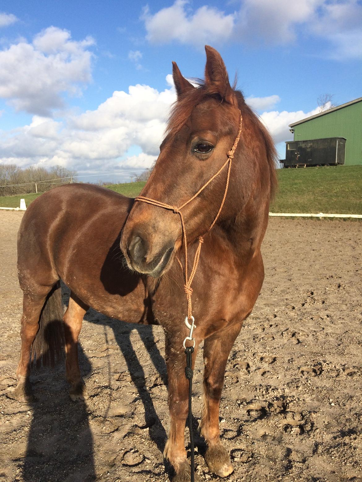 Anden særlig race Kalinka  billede 3