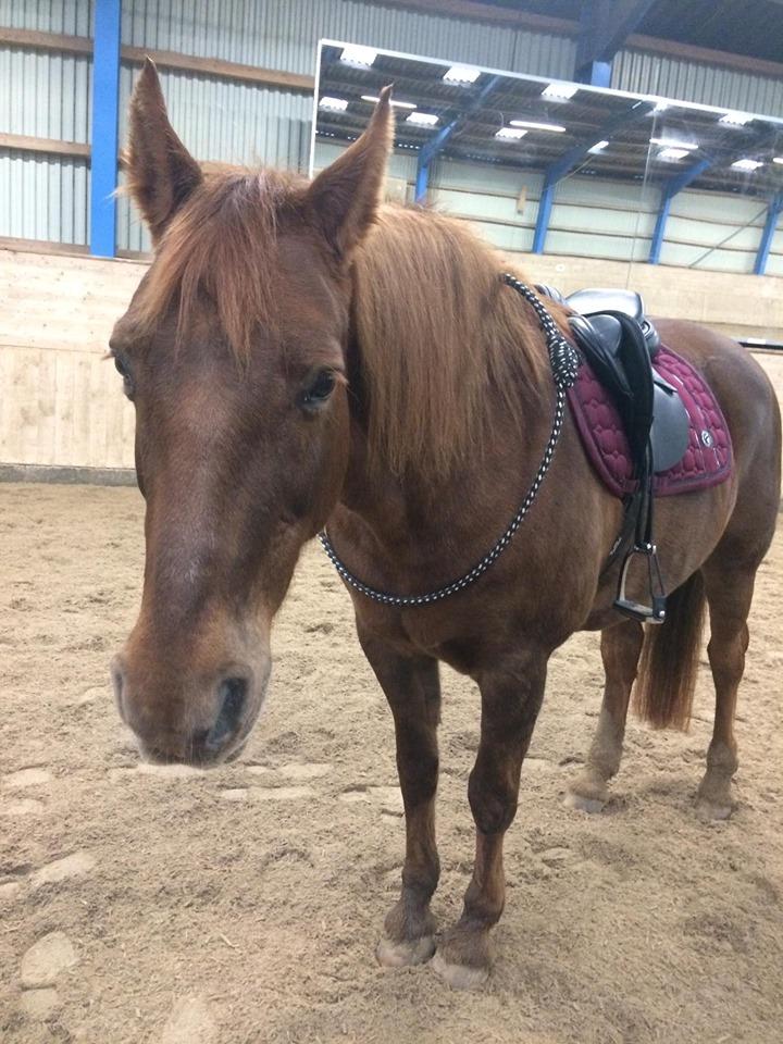 Anden særlig race Kalinka  billede 8