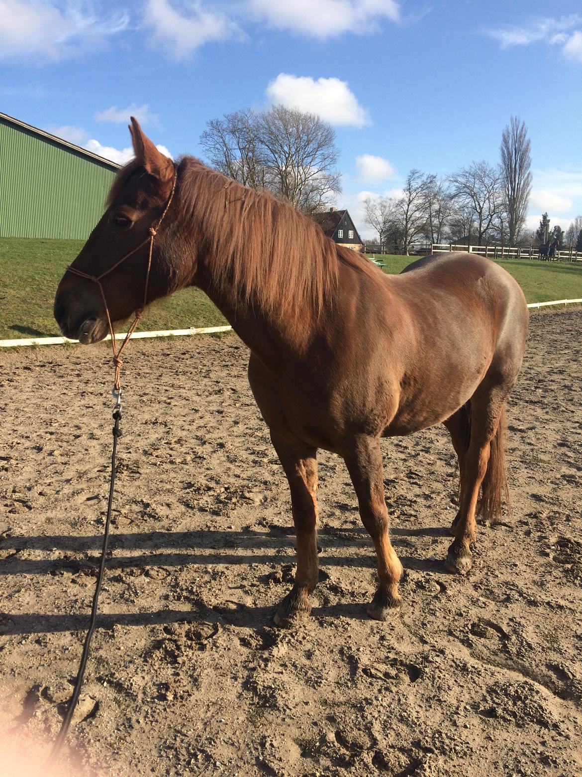 Anden særlig race Kalinka  billede 14