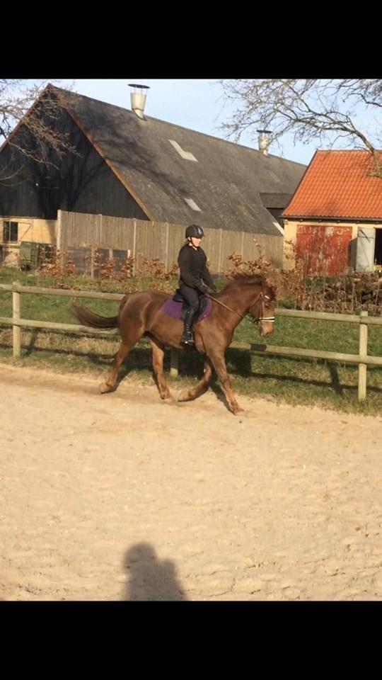 Anden særlig race Kalinka  billede 5