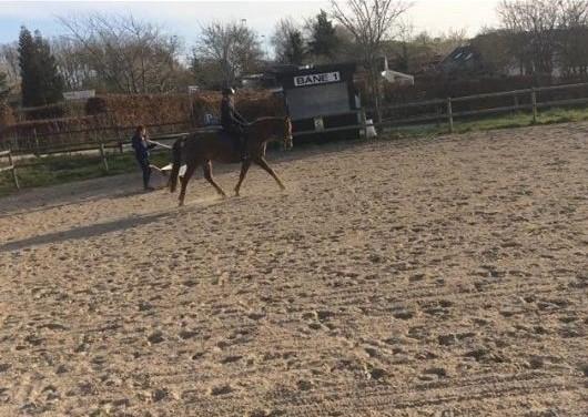 Anden særlig race Kalinka  billede 9