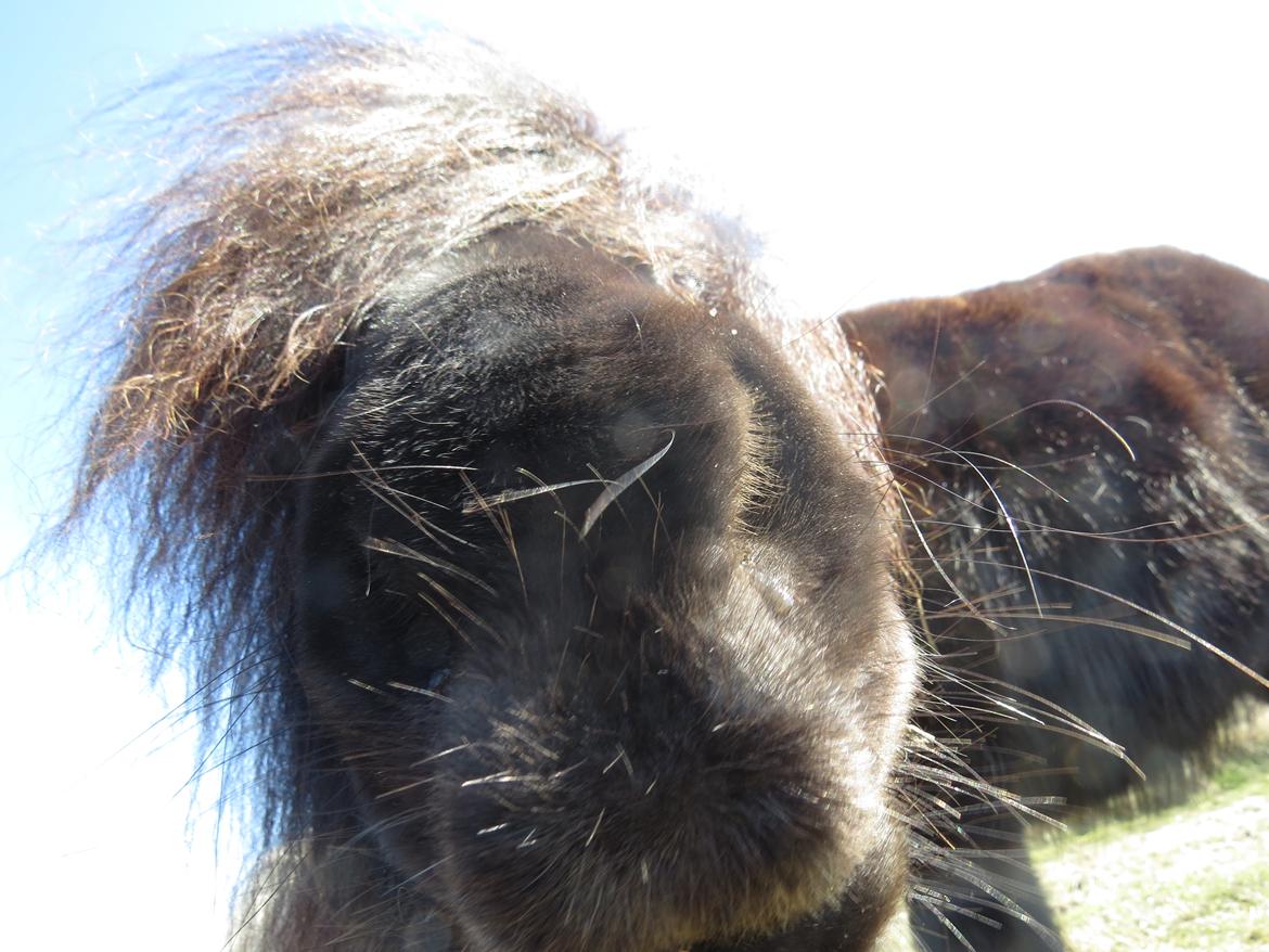 Shetlænder Maskot billede 18