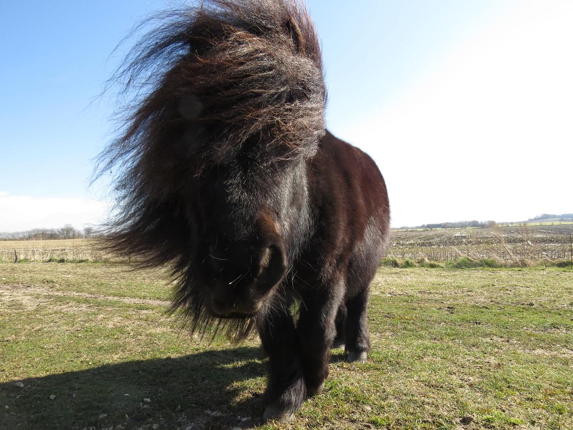 Shetlænder Maskot billede 17