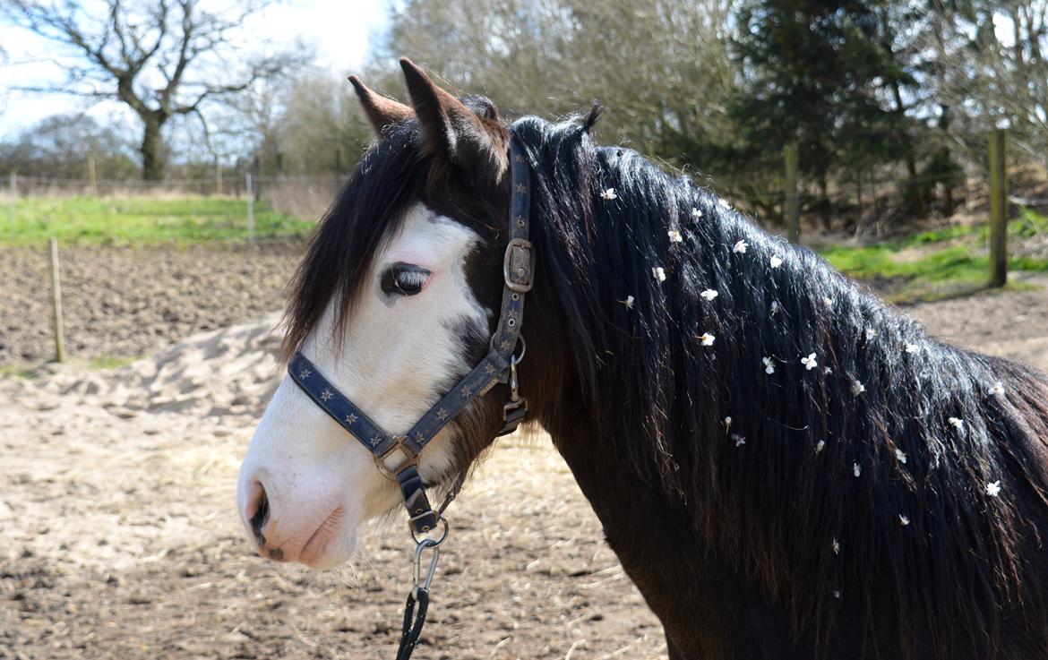 Welsh Cob (sec D) Bøgehøj's Miss Jardore billede 4