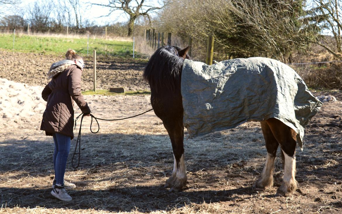 Welsh Cob (sec D) Bøgehøj's Miss Jardore billede 10